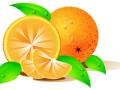 VSH000144 Food Fruit Orange