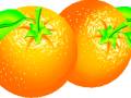 VSH000143 Food Fruit Oranges